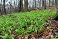 Early spring - central European forest Allium ursinum Ã¢â¬â known as ramsons, buckrams, wild garlic Royalty Free Stock Photo